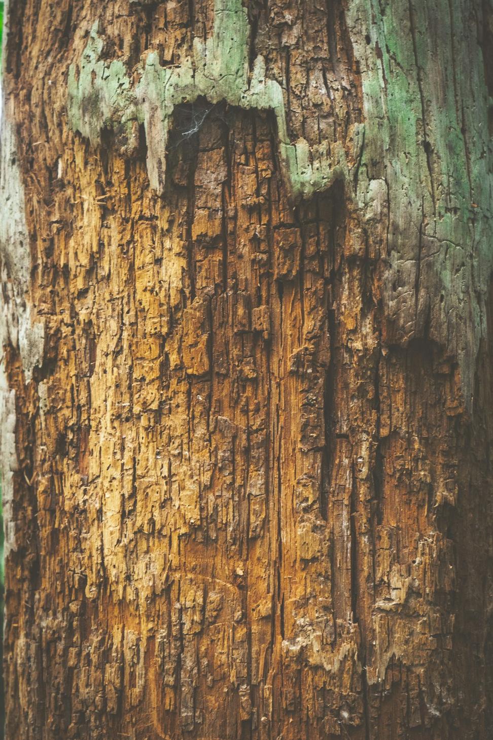 Natural wood materials
