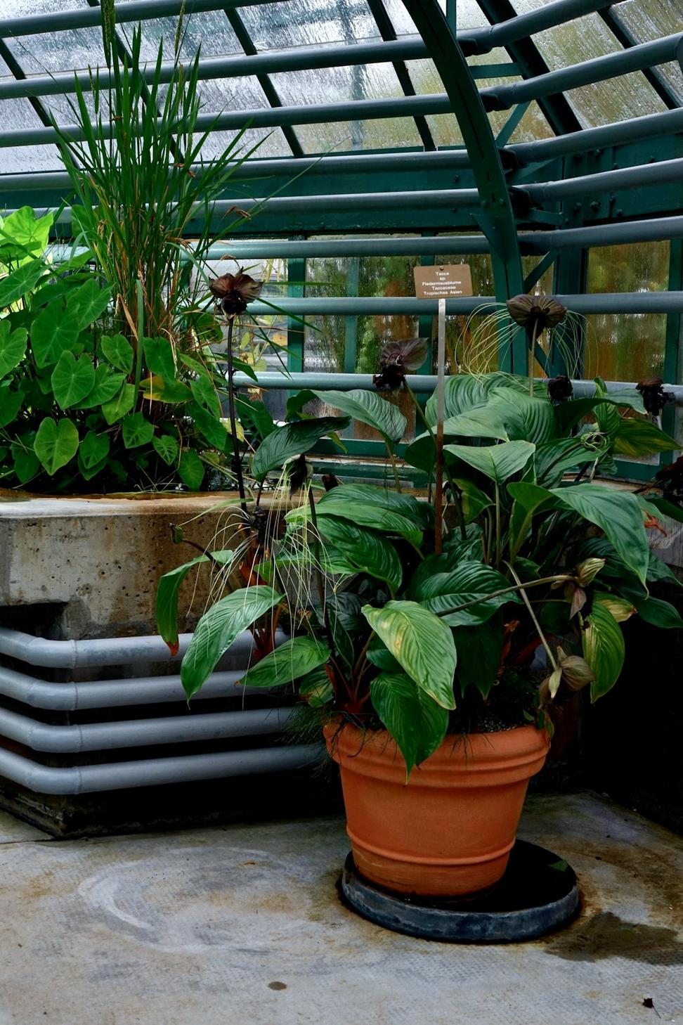 Green roof water management