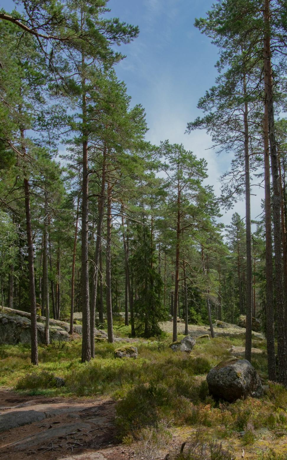 Nordic sustainable landscape